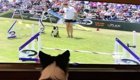 Жизнерадостная собака смотрит по телевизору собственное выступление на турнире для собак