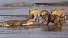 Львы против крокодила в кенийском заповеднике