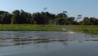 Дельфины "поиграли в футбол" электрическим угрем на реке в Бразилии