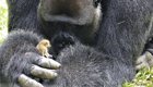 24-летний самец гориллы нашел крошечное существо в лесу, и его реакция бесценна