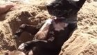 Пёс обожает, когда хозяин закапывает его в песок на пляже 