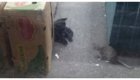 Нью-Йоркская крыса не испугалась кошки, преградившей ей путь