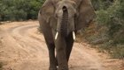 Разъяренный слон атаковал автомобиль с туристами 