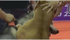 Нападение питбуля на хаски на выставке собак