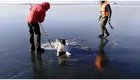 Спасатели освободили собаку, вмерзшую в лед