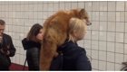 Девушка прокатилась в московском метро с живой лисой на плече