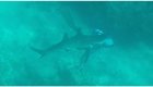 Акула вцепилась в голову дайвера на Багамах