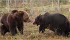 Схватка бурых медведей в лесах Финляндии