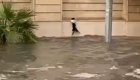 Кот своими силами пытается спастись от наводнения 