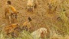 Львицы прогнали голодных гиен, атаковавших их сородича