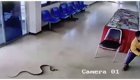 Змея заползла в полицейский участок и попыталась укусить тайца