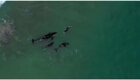 Незабываемый опыт: любопытные косатки поплавали рядом с купающейся женщиной