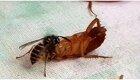 Жестокое окончание схватки осы и таракана