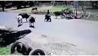 Межвидовой конфликт: кунг-фу корова в прыжке сбила ногами мотоциклистку
