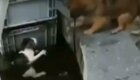 Пёс спас из воды тонущую кошку