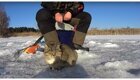 В Сызрани голодная кошка наткнулась на щедрого рыбака