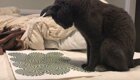 Найди кота: новая фотоиллюзия свела с ума соцсети