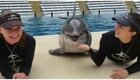 Дельфин и русалки: матерый обольститель за работой