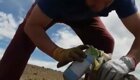 Чилийский дальнобойщик помог лисе избавиться от молочных пакетов, застрявших на её морде