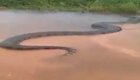 В Бразилии рыбак снял на видео огромную анаконду, неспешно переплывавшую реку 