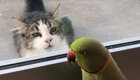 Не поймаешь: попугай играет с желающим его съесть котом в прятки