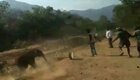 Упавший в оросительный канал слонёнок разогнал своих спасителей