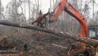 В Индонезии орангутан бросился на экскаватор, пытаясь спасти дерево
