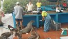 Пернатые, хвостатые и усатые воришки  и попрошайки на рыбном рынке галапагосских островов