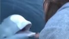 Дружелюбная «русская белуха-шпион» вернула девушке упавший в воду смартфон