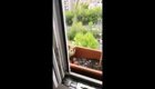 Пернатая хищница решила выходить своих птенцов в цветочном ящике за окном