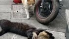 Поймал на горячем:  кот застукал кошку с любовником