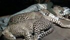 Мужчина спит с гепардами, как с обычными котиками