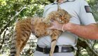 На Корсике обнаружили мифических «кошек-лисиц»