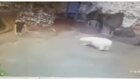 Сотрудница московского зоопарка спаслась от белой медведицы с помощью совка и веника