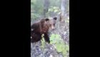 Медведь атаковал преследовавшего его мужчину 