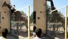 В Казахстане пьяный посетитель зоопарка оседлал жирафа