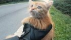 Спасение выбежавшего на дорогу котенка