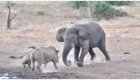 Мама-носорог попыталась атаковать слона, защищая своего детеныша 