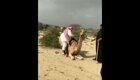 Упитанный араб решил прокатиться на верблюде