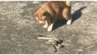 В Волгограде кот ловко расправился с попавшейся ему на пути змеей