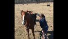 Лошадь оберегает пастуха от нападок коровы, защищающей своего теленка