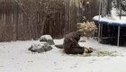 Медведь проник в частный двор, покатался по снегу и поиграл в мяч
