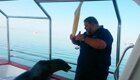 Пеликан украл рыбу у кормившего тюленя туристического гида