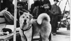 Rare Photos of Hachiko, the World's Most Loyal Dog