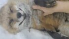 Умиления пост: спасенные лисицы играют в снегу с хозяйкой питомника