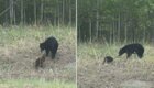 Драка бобра и медведя попала на видео