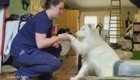Слепоглухая собака научилась понимать команды своей хозяйки через прикосновения