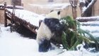 Панда взяла штурмом елку в Московском зоопарке