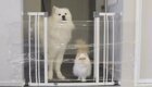Реакция кота и пса на вставшую им на пути полиэтиленовую пленку