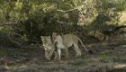 Туристы запечатлели двух любвеобильных львиц в ЮАР